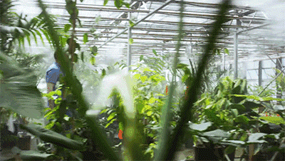 亞馬遜瘋了！7年砸250億，把熱帶雨林“搬進”辦公室